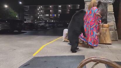 Wild Bear Sneaking Up Behind Woman Holding Her Child