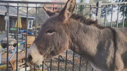Diesel the Donkey