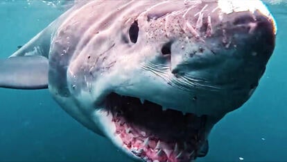 Great White Shark