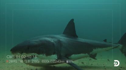 Shark Attack Survivor Returns to Site of Brutal Incident