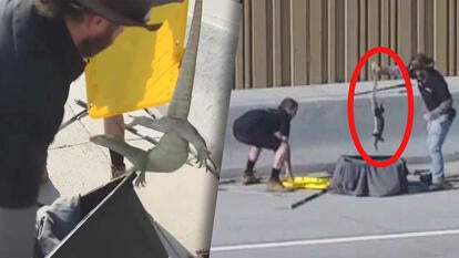 Wranglers rescuing lizard on highway