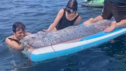 Rare Deep-Sea-Dwelling Oarfish Washes Up Near San Diego
