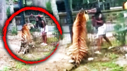 Woman climbs over zoo fence to touch tiger