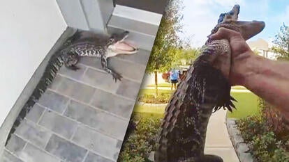 A Texas police officer used his bare hands to remove an alligator from a family's front porch.