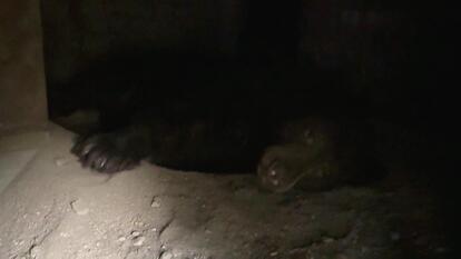 Elderly Bear Moves Into Crawl Space Under House in California
