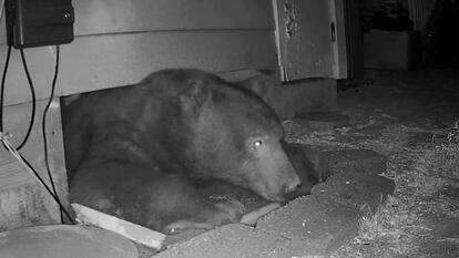 Big Bear Squeezes Through Home's Crawl Space for Shelter