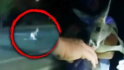 Cops in Colorado captured a rogue kangaroo.