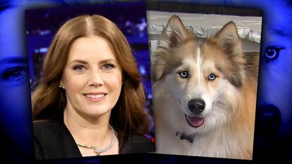 Adorable Shelter Dog Stars in Amy Adams' New Movie 'Nightbitch'