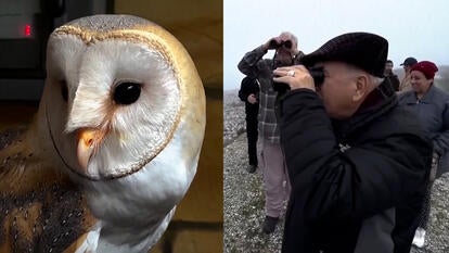 Middle East Scientists Join Forces to Save Habitat for Barn Owls