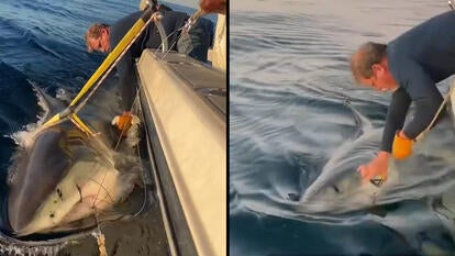 Ocearch has tagged its largest male white shark off the Florida Georgia coastline.