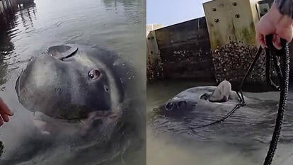 Mola Mola, or ocean sunfish, stuck in shallow water
