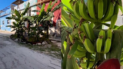 Plantain trees growing out of a Cuban street pothole