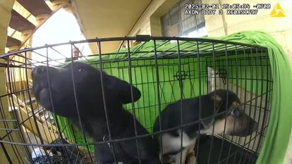 11 German Shepherd Puppies Rescued From Motel