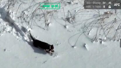 Bird's eye view of a black dog walking through snow