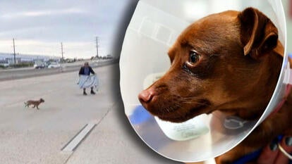 Person trying to catch a chihuahua running on a highway / Chihuahua close up wearing a cone
