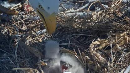 Bald Eagle Couple Jackie And Shadow Welcomes 2 Eaglets