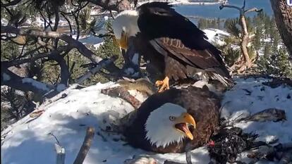 Bald Eagle Couple