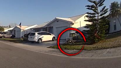 Massive Alligator Outside Florida Home