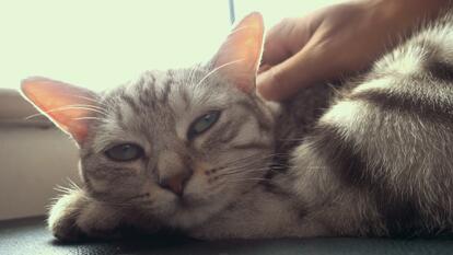 Cats Diagnosed With Bird Flu in New York