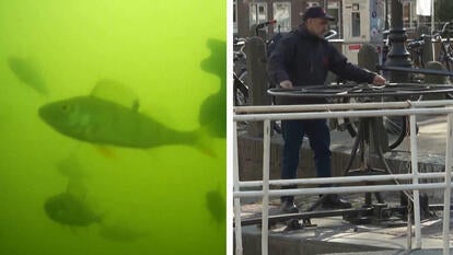 Fish swimming underwater, Man turning a big wheel crank