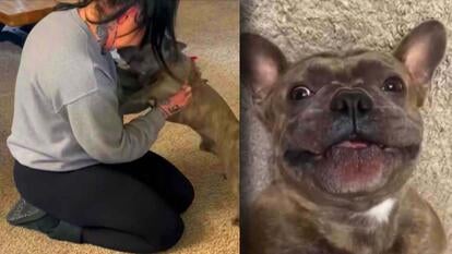 Yasmine Haezeart hugging her French Bulldog after reuniting / French Bulldog lying on back smiling to camera