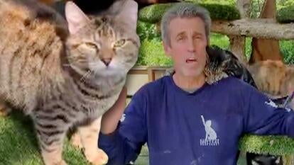 Tabby cat looking into camera / Christopher Arsenault speaking while a cat cuddles up to his neck