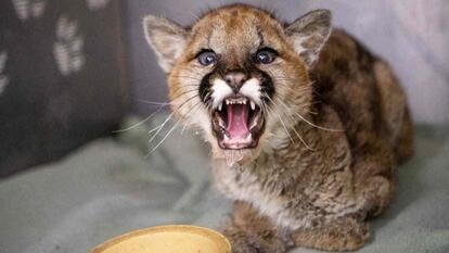 Baby cougar cub bares teeth to camera