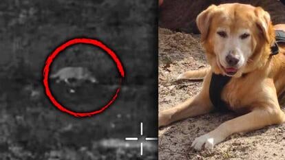 Drone footage of a dog walking in grass at night / Golden retriever