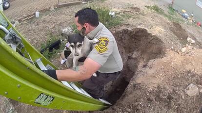 Chihuahua Rescued from Deep Pit