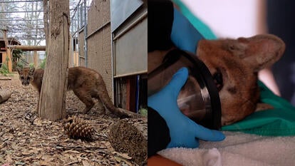 Rescued mountain lion on the mend in an outdoor enclosure/Veterinarian examines the mountain lion