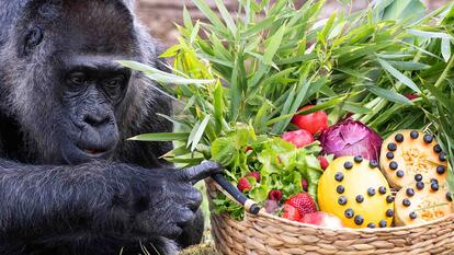 Gorilla sitting next to a basket full of fruit and vegetables 