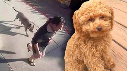 Security footage of a man and pitbull running down a sidewalk / Image of a small toy poodle sitting on a deck