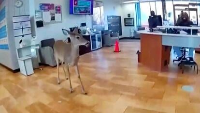 Deer in office lobby