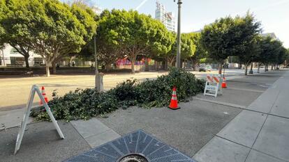 cut down trees in downtown Los Angeles