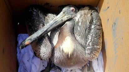 A poisoned pelican sitting in a cardboard box.