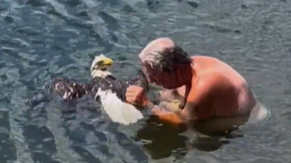 Man in lake, rescuing injured bald eagle