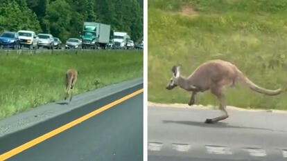 Loose Kangaroo on Alabama Interstate