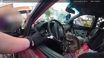 Raccoon Playing With a Meth Pipe