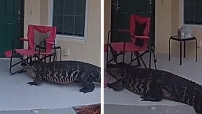 Alligator With Chair on Head Tried 