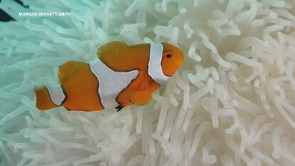 Clownfish