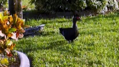 A Muscovy duck 