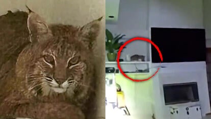 Photo of uninvited bobcat in Colorado home, wider shot of the living room, with a red circle around the bobcat sitting on a shelf