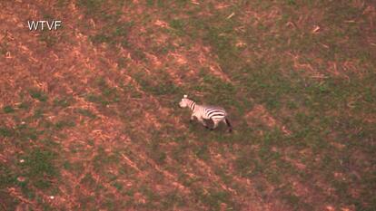  Zebra on the Loose Days After Going Missing From Tennessee Stable