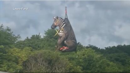 Escaped Zebra Caught