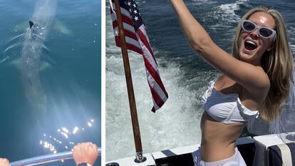 A shark / A bride-to-be A shark