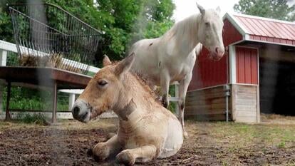 White horse standing over foal