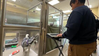 Yuvi Agarwal comforting shelter animals with music