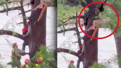 Rescuers climbing a tree to help a woman clinging to a high branch