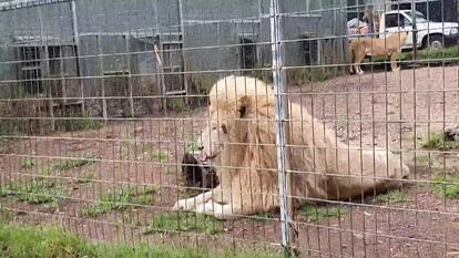 Lion at Darling Downs Zoo