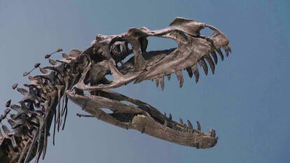 Close up of the neck and head of a juvenile Ceratosaurus skeleton